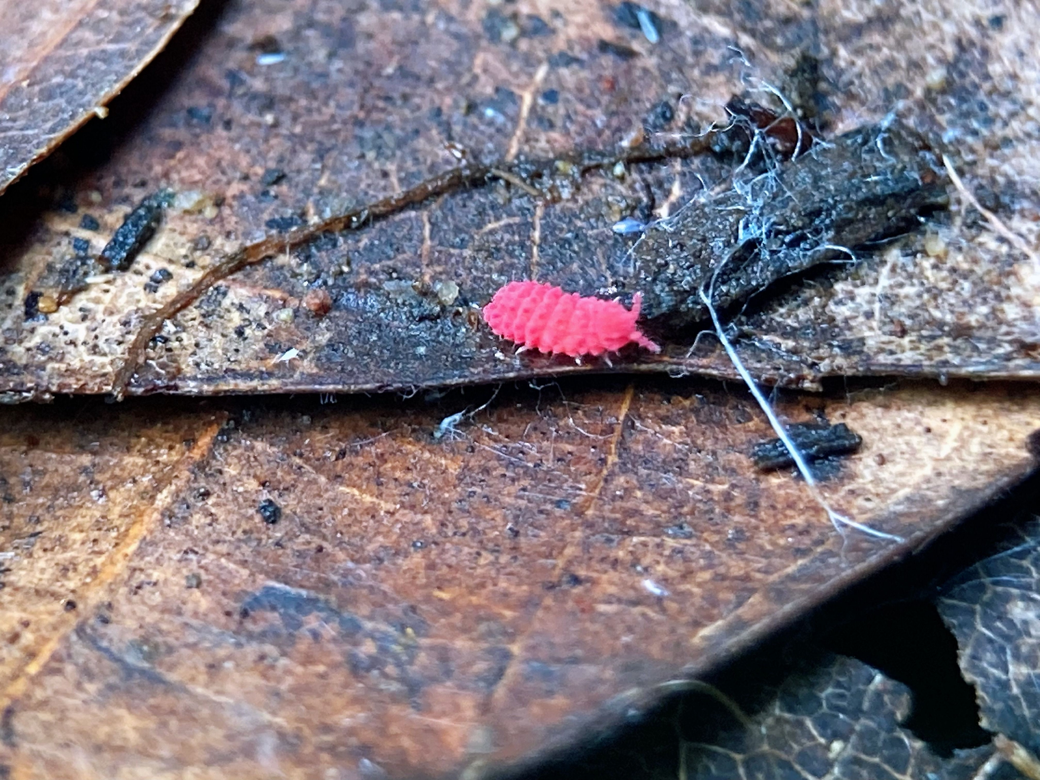 红跳虫neanura takooensis