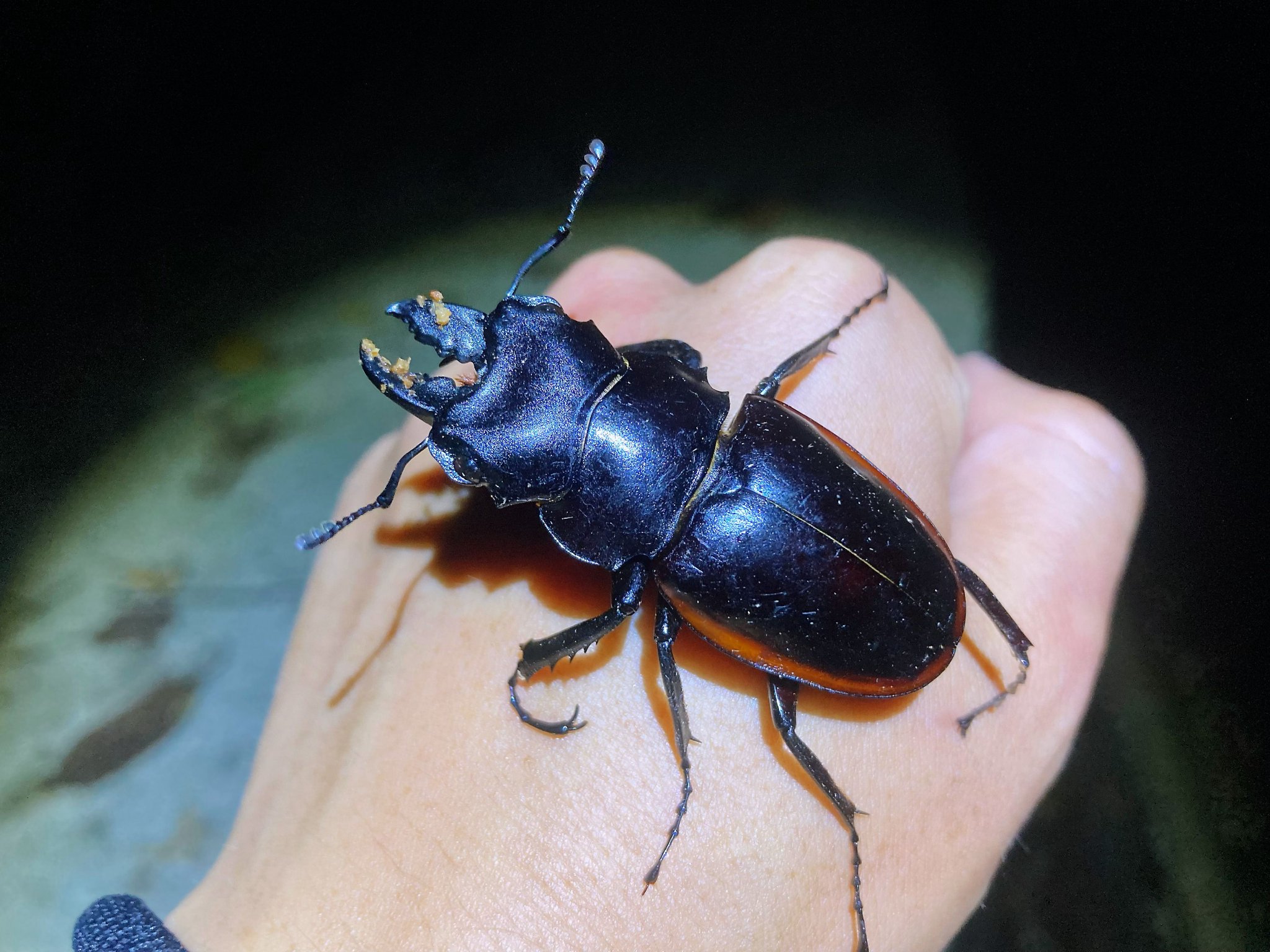 红边鬼艳锹甲odontolabis cuvera sinensis
