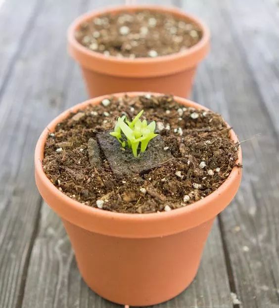 这几种水果籽儿泡水里,一周就发芽生根,10天长成小盆栽!