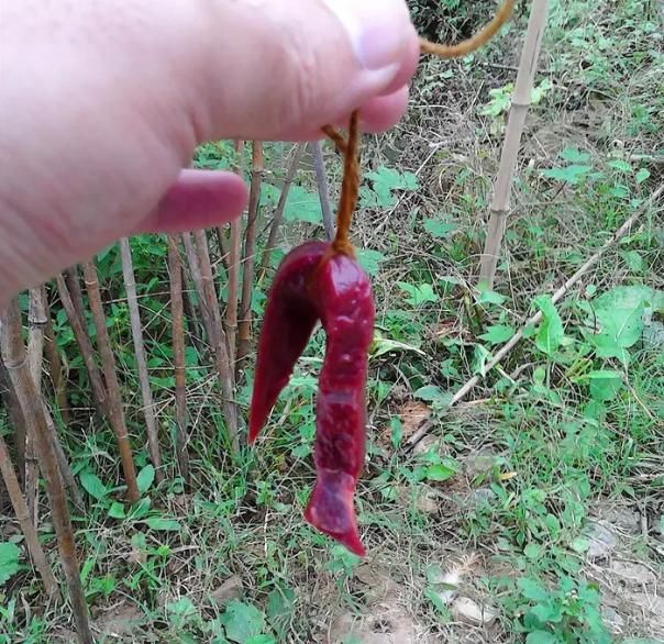 鲶鱼的垂钓季来临把鱼窝喂好了大鲶鱼一钓一个准