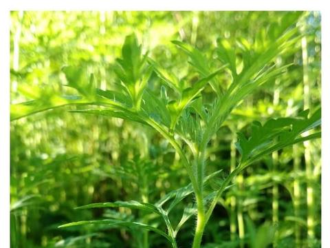 五月,记得带一把艾草回家,艾绒、艾条、艾粑粑|艾叶|艾条|艾绒_新浪新闻