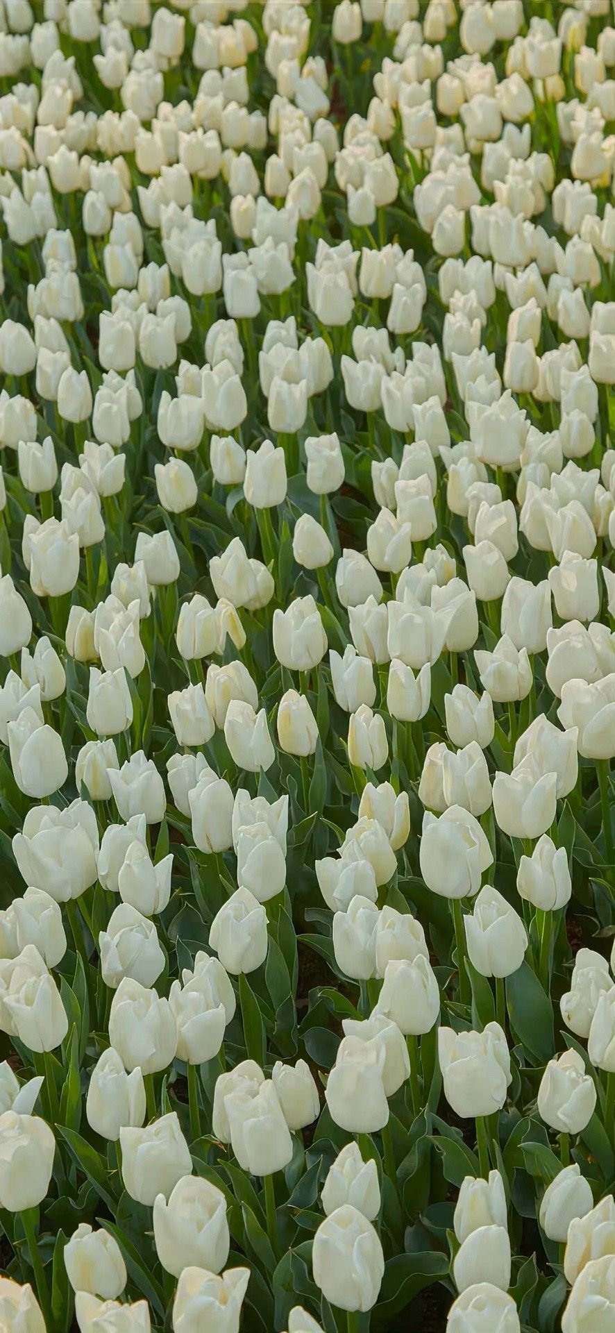 心心念念的新手机壁纸 太爱啦|手机壁纸_新浪新闻