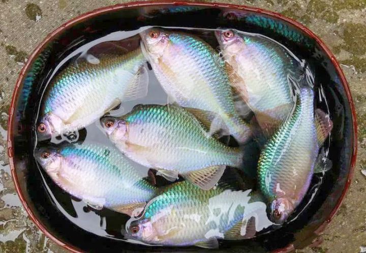 最漂亮的野生淡水鱼正越来越多!