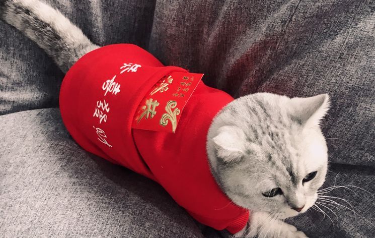 3个“熊孩子”来家里拜年,把猫咪吓到“尿失禁”休闲区蓝鸢梦想 - Www.slyday.coM 3个“熊孩子”来家里拜年,把猫咪吓到“尿失禁”休闲区蓝鸢梦想 - Www.slyday.coM