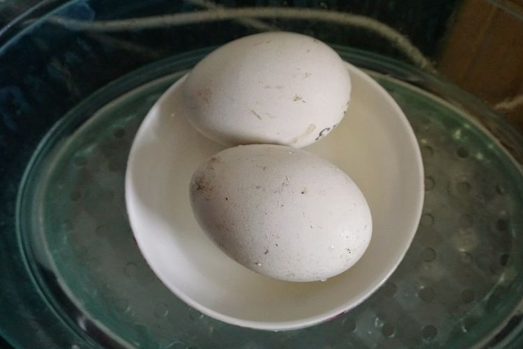 炖一锅红烧鹅蛋酱骨头,一出锅香气飘满屋子,全家人都爱吃