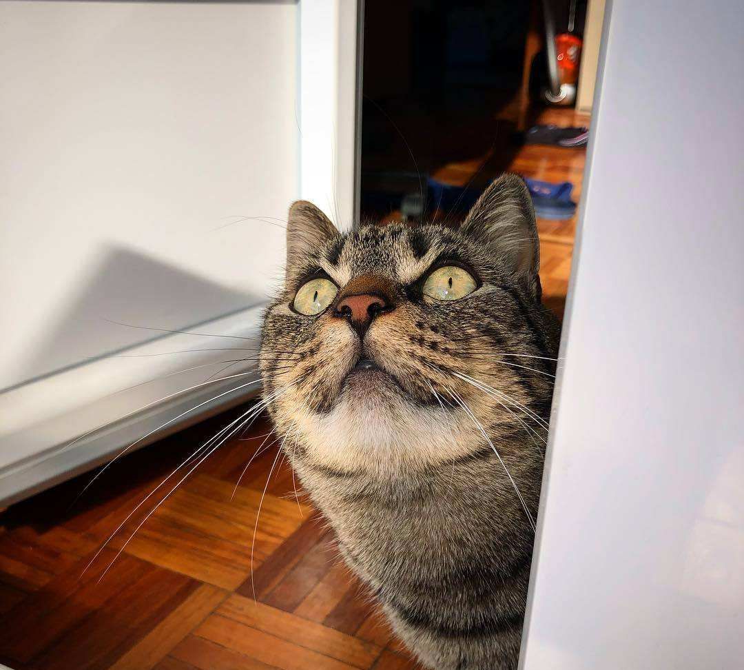 3个“熊孩子”来家里拜年,把猫咪吓到“尿失禁”休闲区蓝鸢梦想 - Www.slyday.coM 3个“熊孩子”来家里拜年,把猫咪吓到“尿失禁”休闲区蓝鸢梦想 - Www.slyday.coM