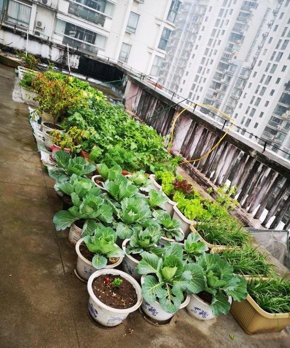 阳台种蔬菜种水果避免一无所获给你提个醒有些不能种