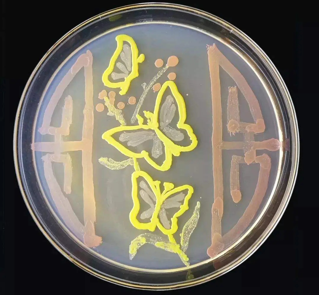 来看看微生物培养皿大赛的作品吧__财经头条