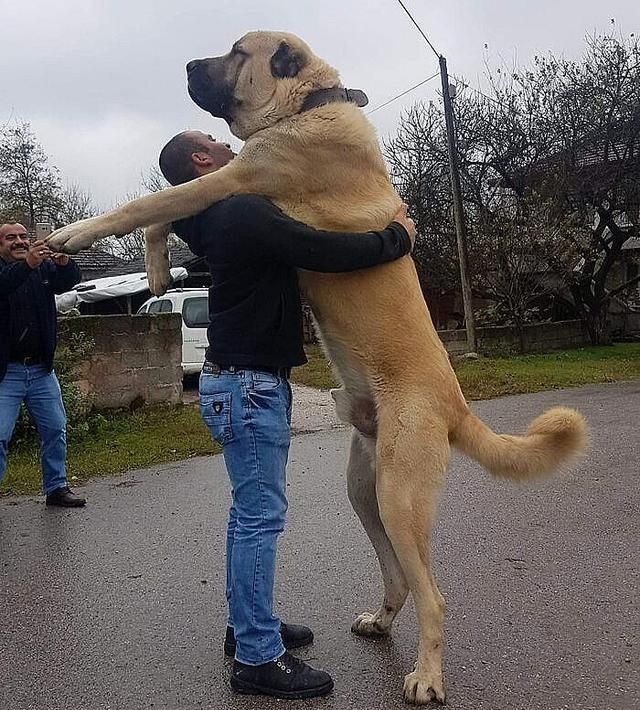 别看这些狗子体型超大,它们的内心,都住着一个宝宝