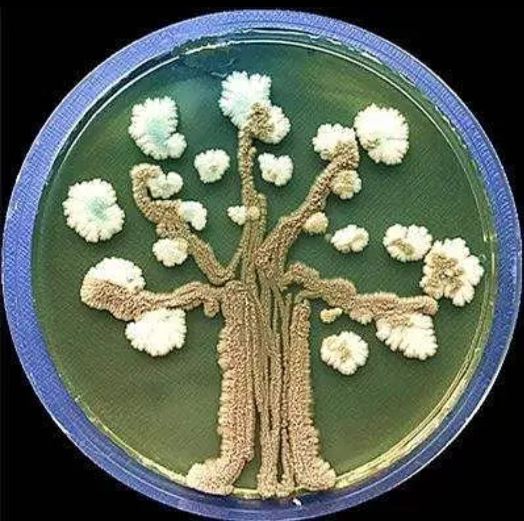 生物八下生物米勒实验(八年级下册生物米勒实验) 第2张 生物八下生物米勒实验(八年级下册生物米勒实验) 第2张