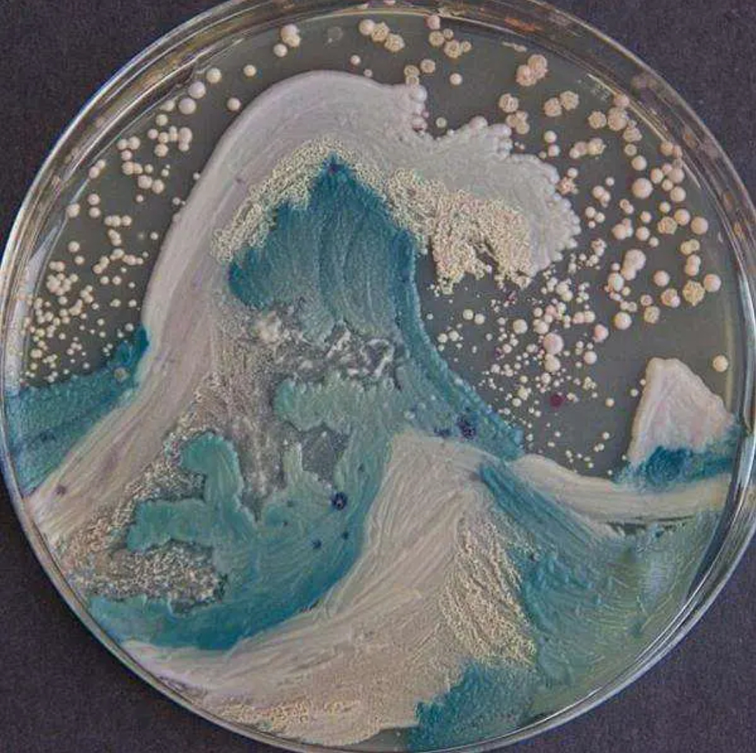 来看看微生物培养皿大赛的作品吧__财经头条