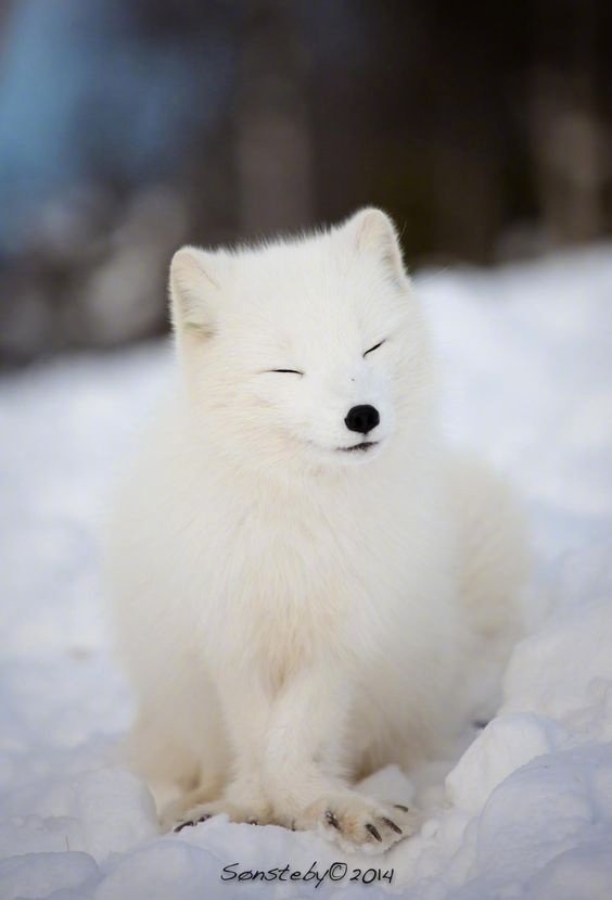 小雪狐 一只图片