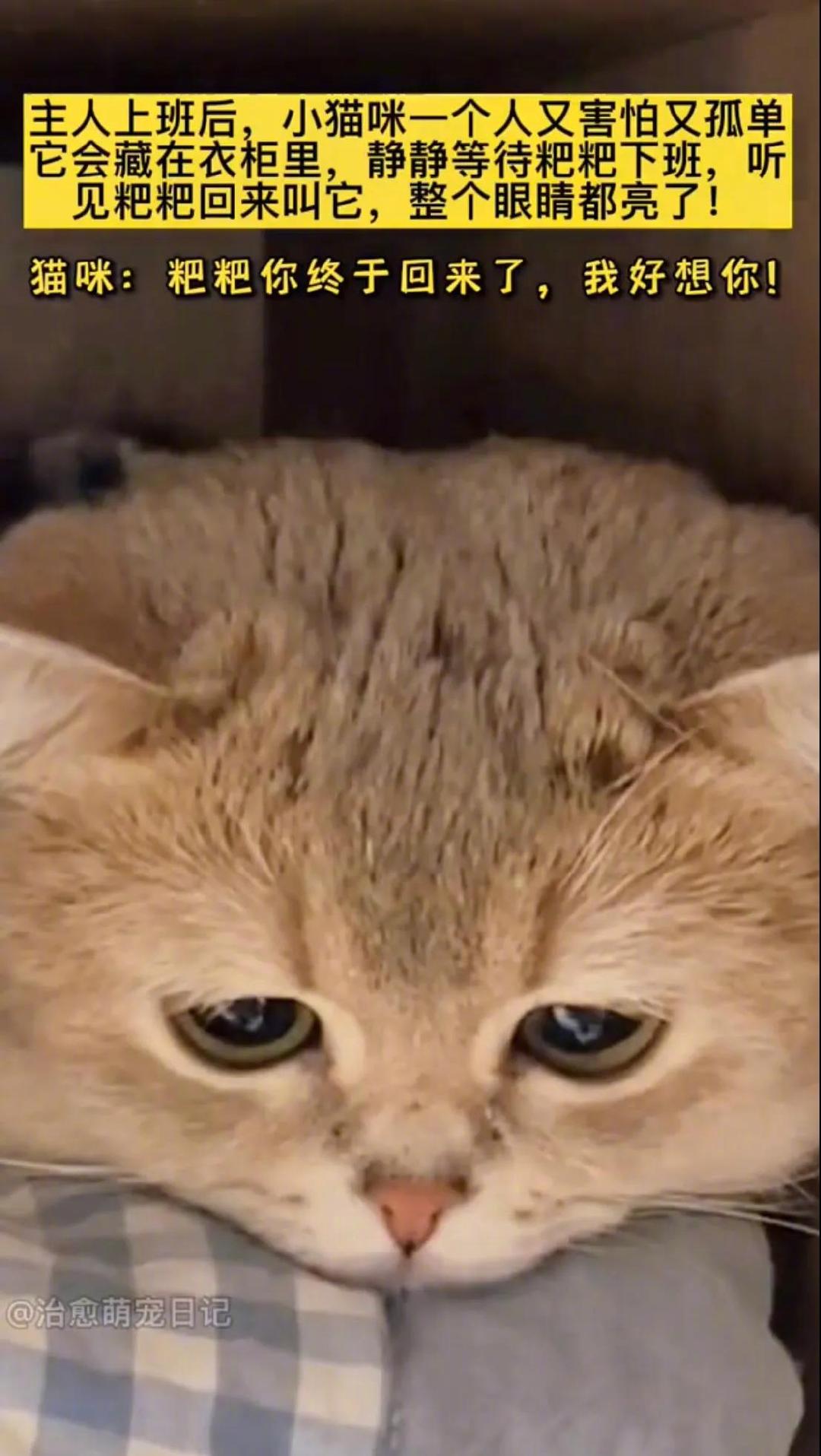 萌化了！主人上班后，小猫咪一个人又害怕又孤单……休闲区蓝鸢梦想 - Www.slyday.coM