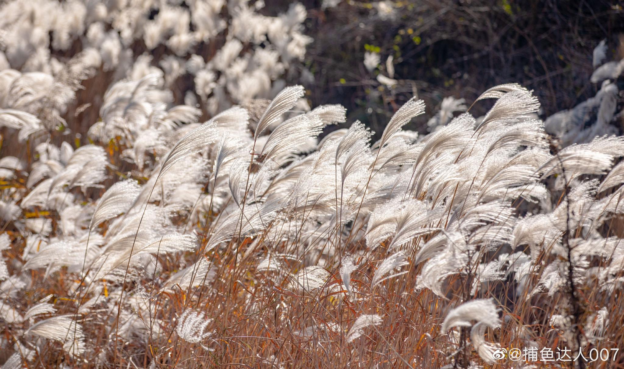 芦荻花---章丘北峪大顶