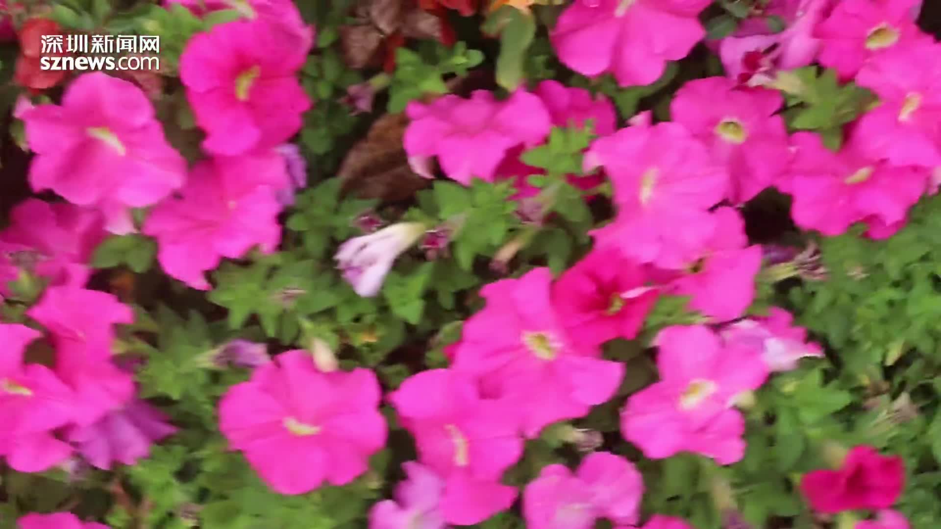 一月深圳赏花指南 春梅 火焰木 紫绣球 这份攻略请收下