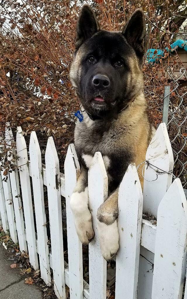 别看这些狗子体型超大,它们的内心,都住着一个宝宝