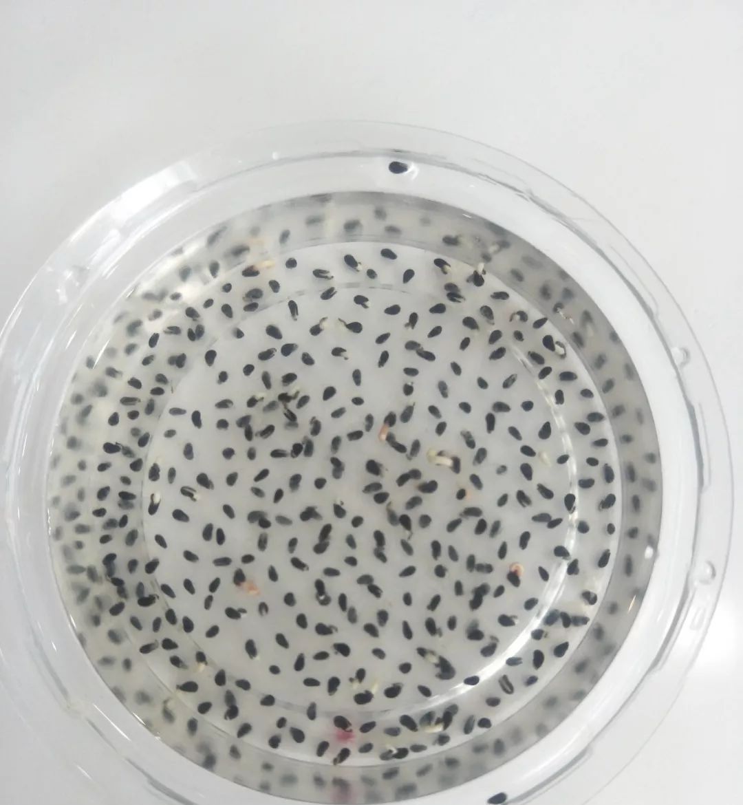 这几种水果籽儿泡水里,一周就发芽生根,10天长成小盆栽!