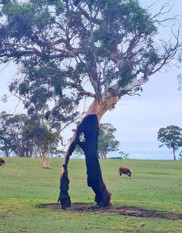 25张不可思议的植物照片,告诉你生命有多顽强!