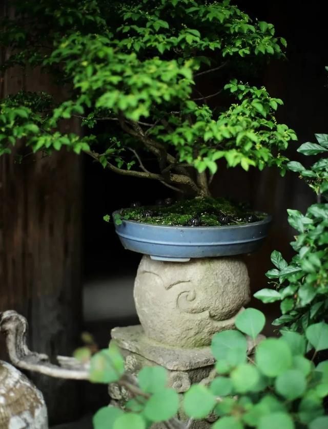 苦楝树接梅,则成墨梅;冬青树接梅,则开洒墨.