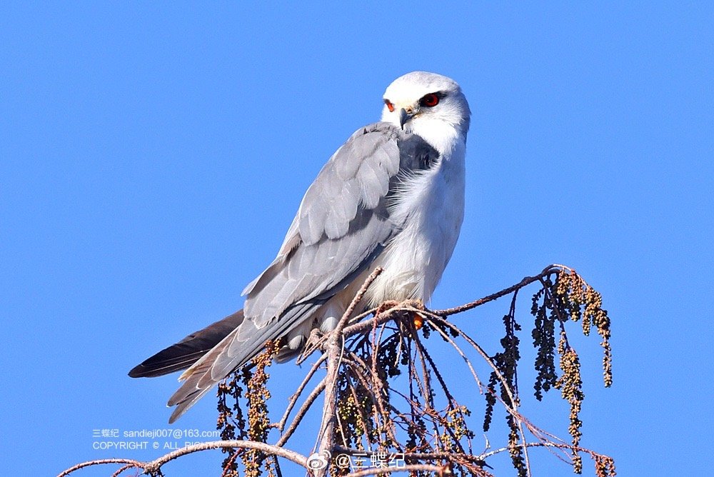 在大理记录到的可可爱爱黑翅鸢～它们是一种小型猛禽
