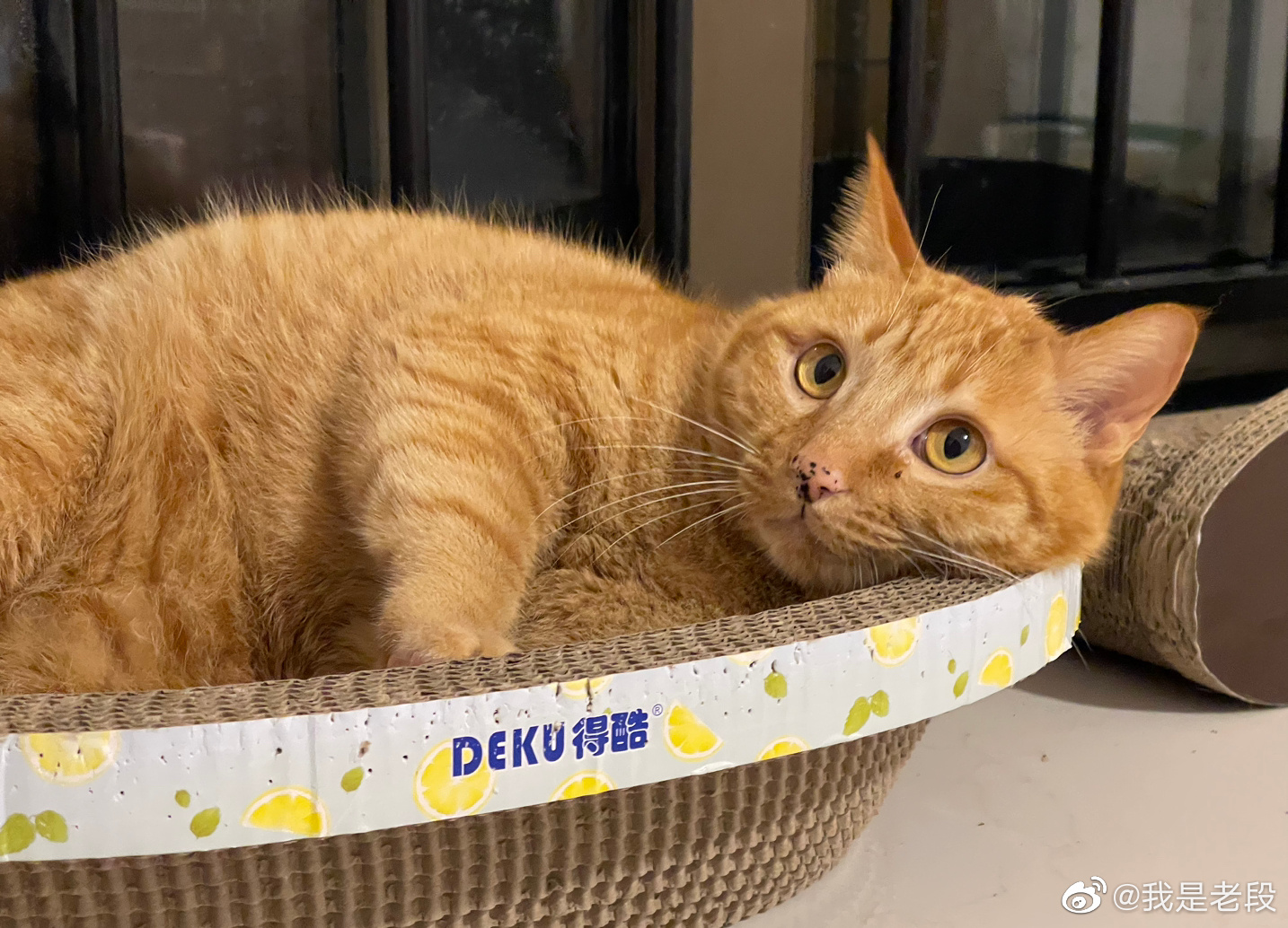 谁会不喜欢圆圆的小猪咪呢？__财经头条