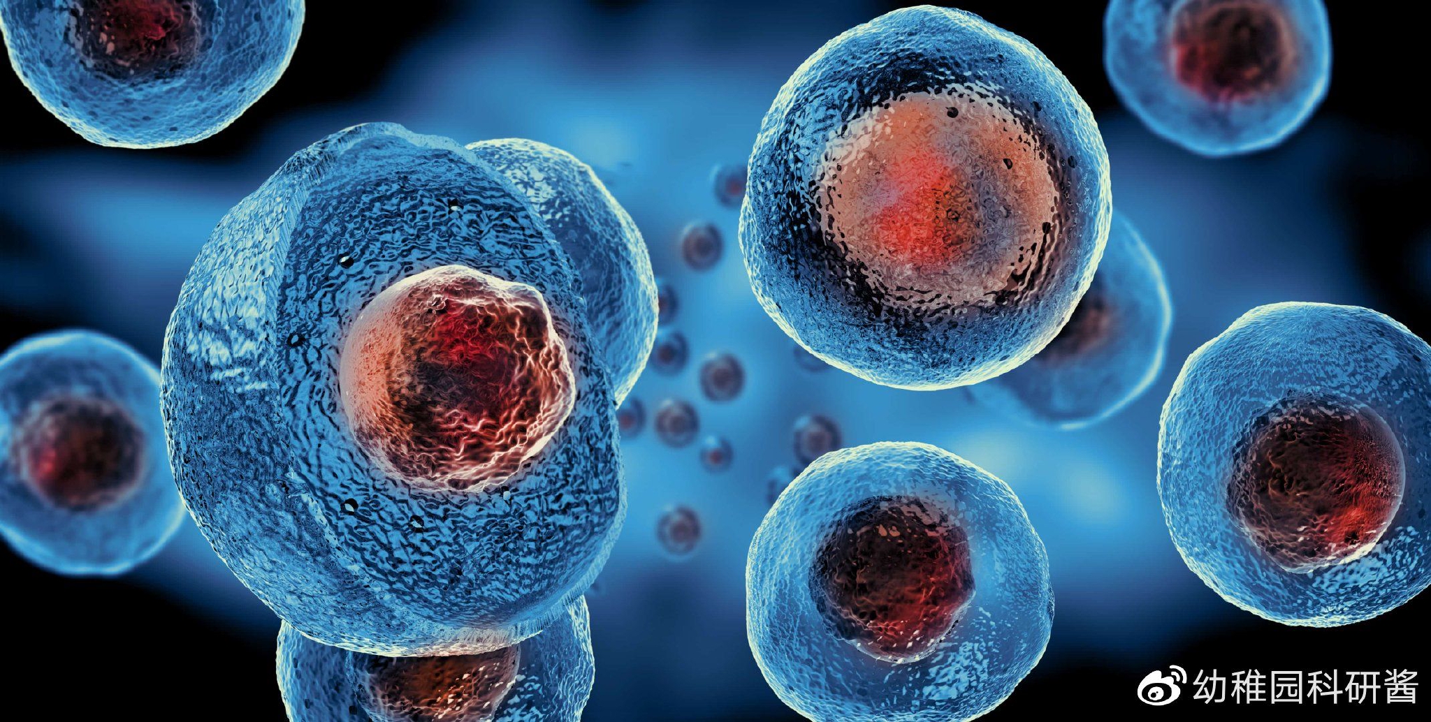 一种新的肽系统用于靶向分子向活哺乳动物细胞运输