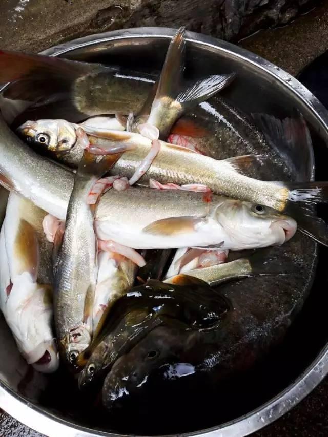 过手米线鬼鸡火烧乳猪盈江小花鱼竹筒舂野菜昭通小肉串昭通酱盐津水粉