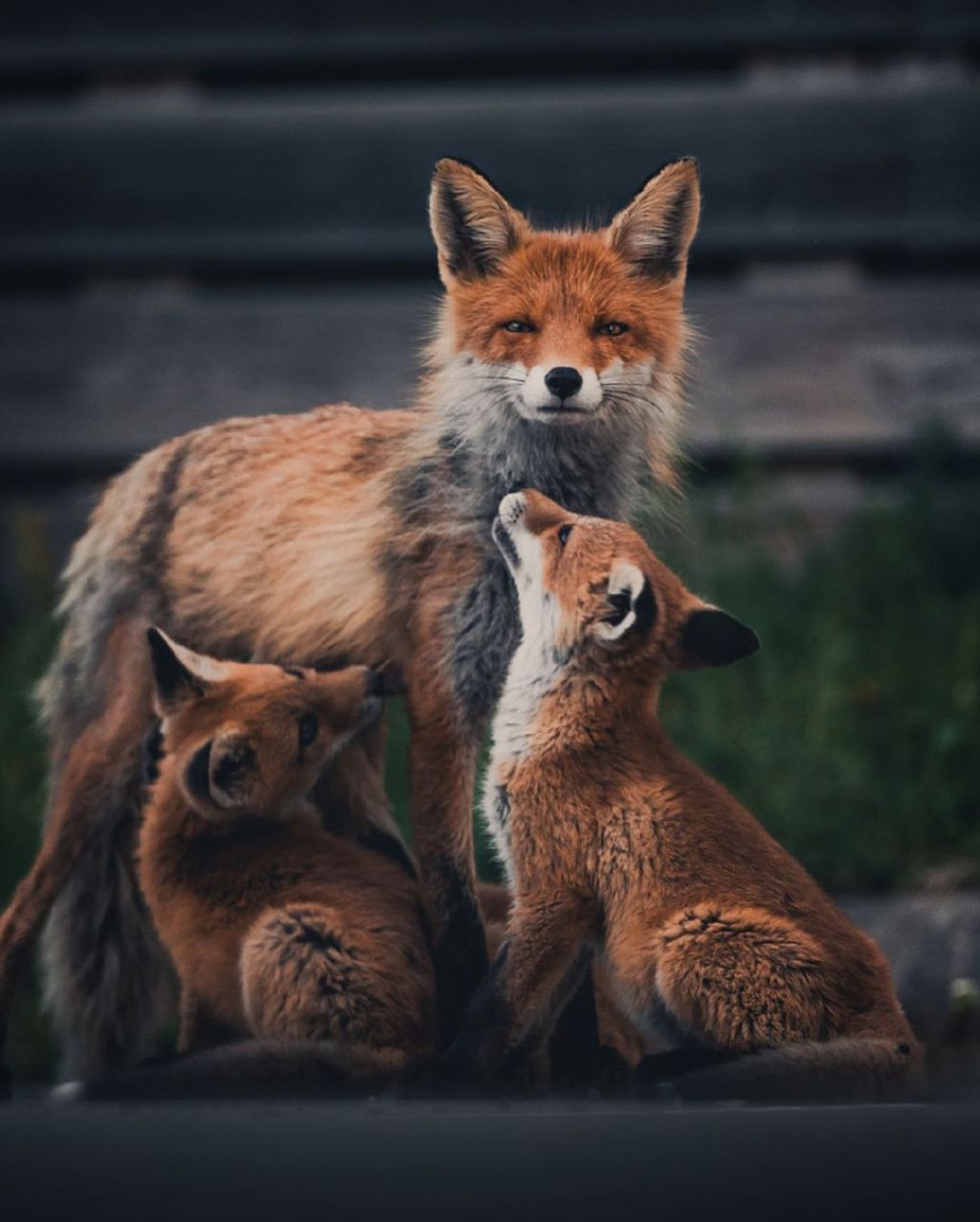 摄影师konstapunkka镜头中的小狐狸