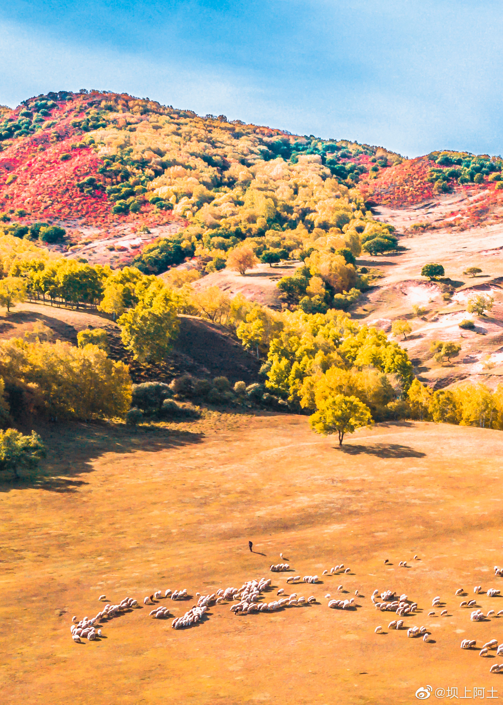 金秋坝上草原风光