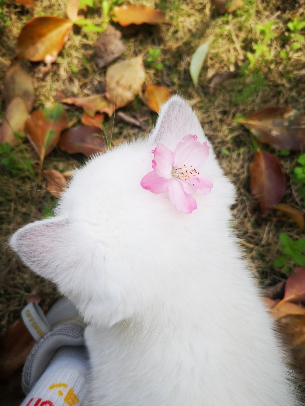 头上戴小花的猫猫 这个后脑勺太软萌可爱了吧