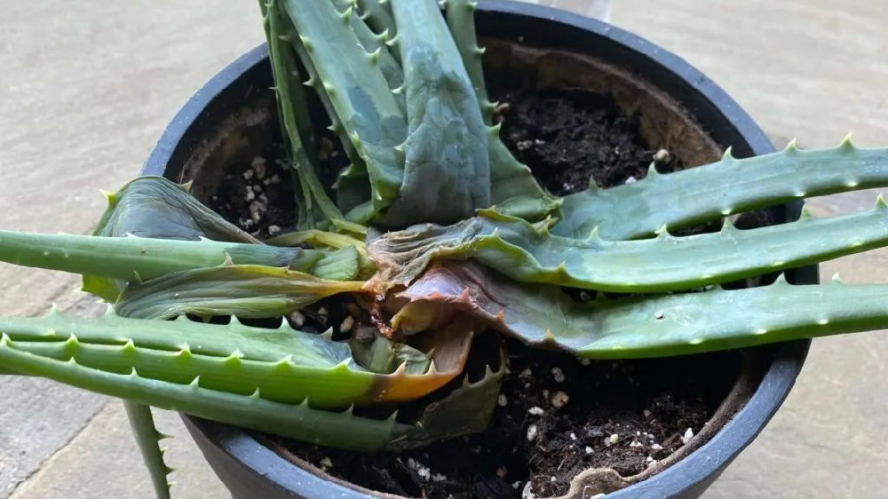 水多的植物如何挽救?植物烂根的迹象,如何拯救烂根植物?|烂根|植物|土壤|水分|大盆_新浪新闻