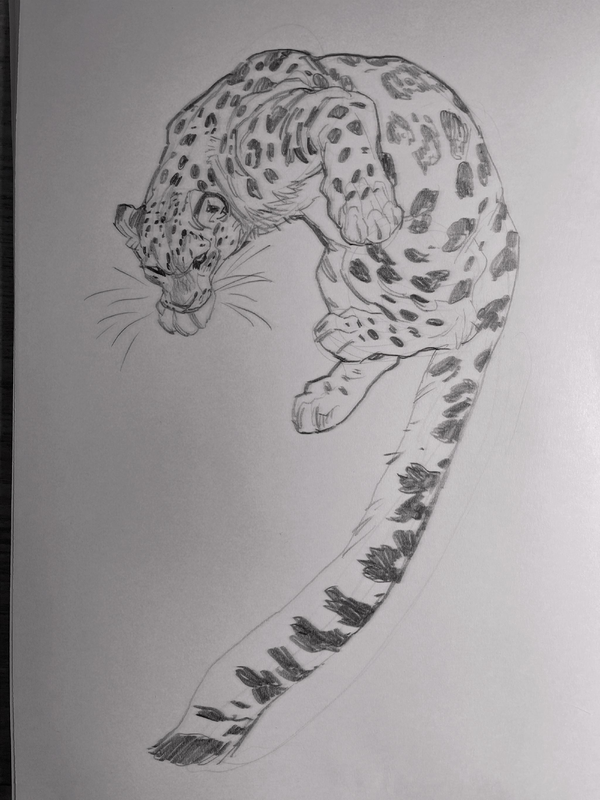 近期的雪豹稿子·_高清图集_新浪网