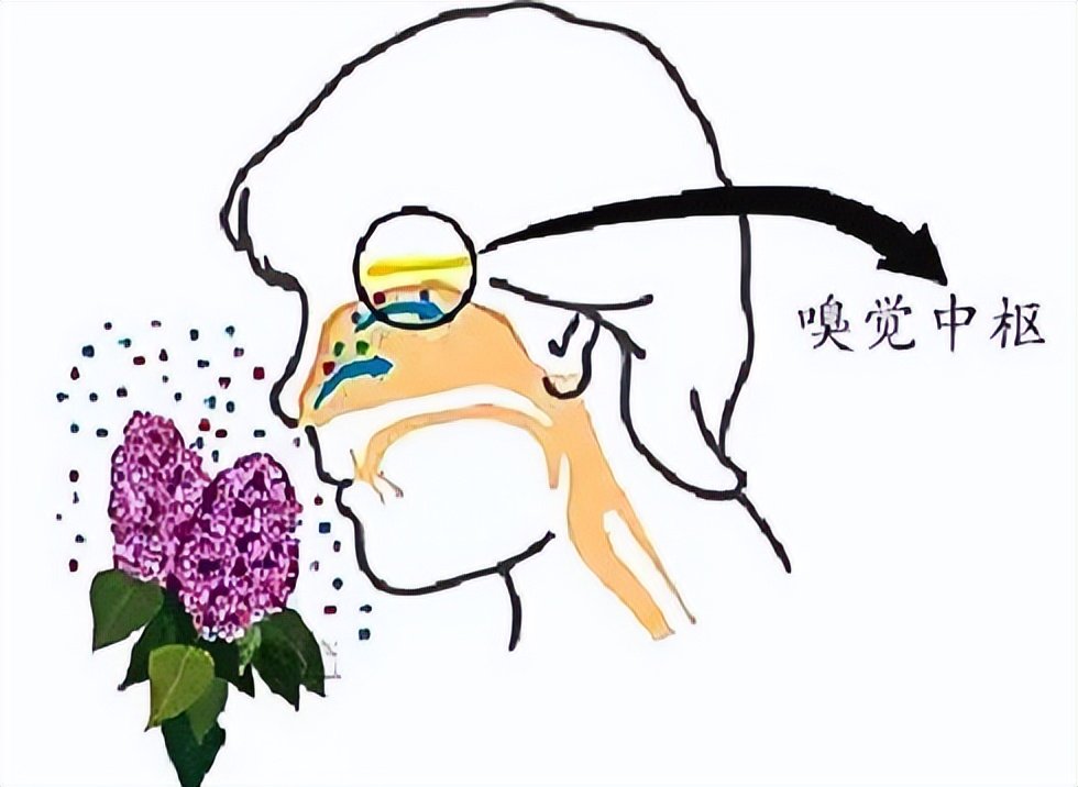感染新冠后为何味觉嗅觉都没了?新研究揭开谜底:不是病毒在作怪|感染者|新冠肺炎_新浪新闻