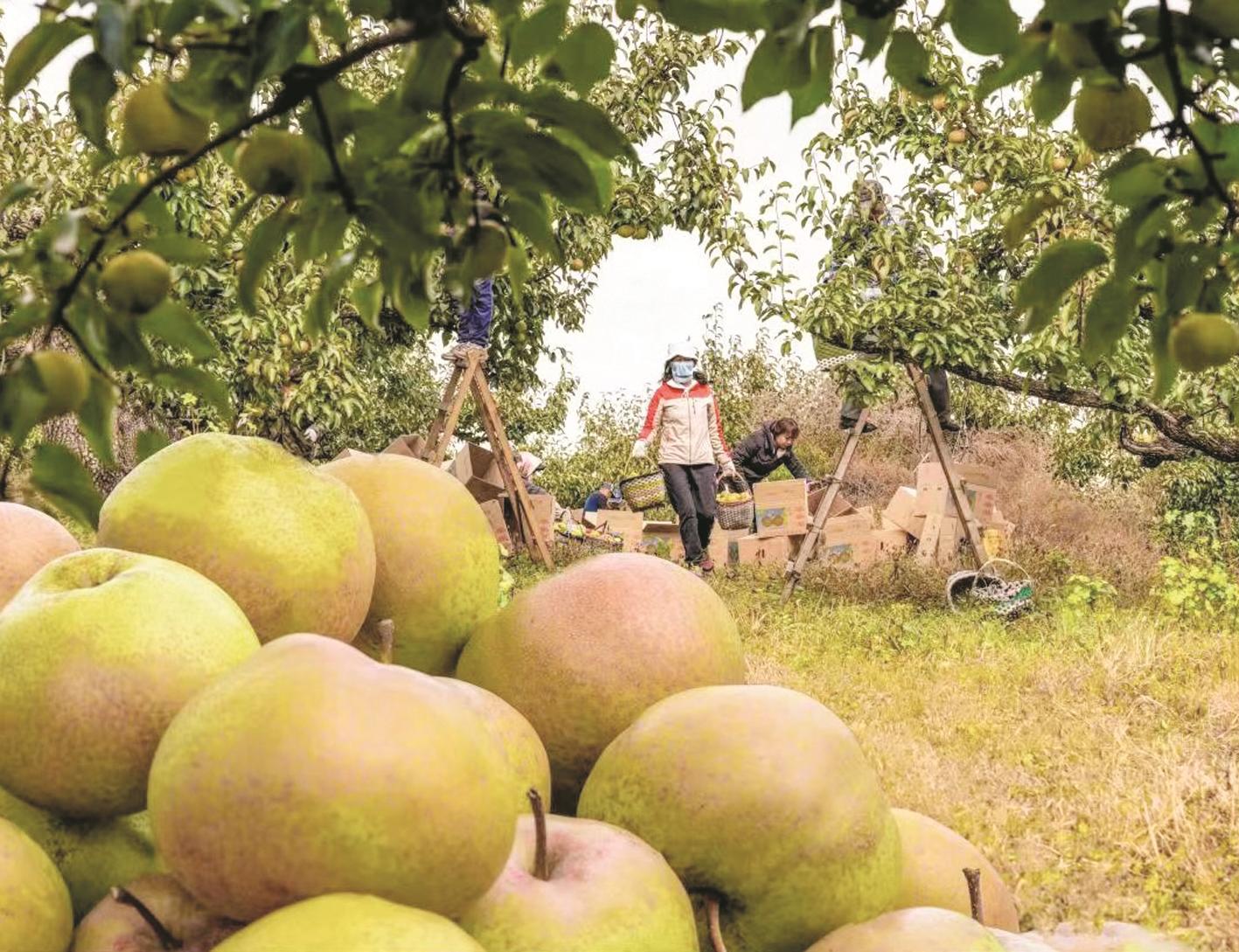 金秋梨园奏响丰收曲休闲区蓝鸢梦想 - Www.slyday.coM 金秋梨园奏响丰收曲休闲区蓝鸢梦想 - Www.slyday.coM