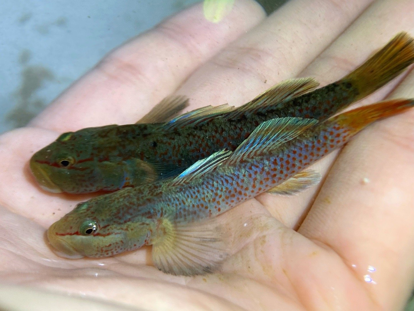 这种可能叫做神农吻虾虎鱼,有红蓝两种不同的发色_高清图集_新浪网