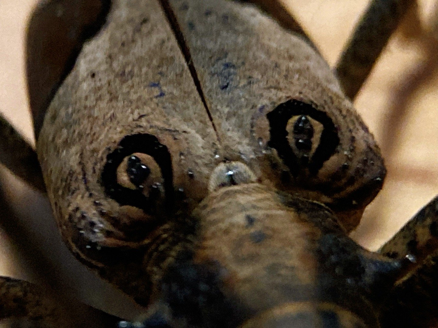 眼斑齿胫天牛 paraleprodera diophthalma