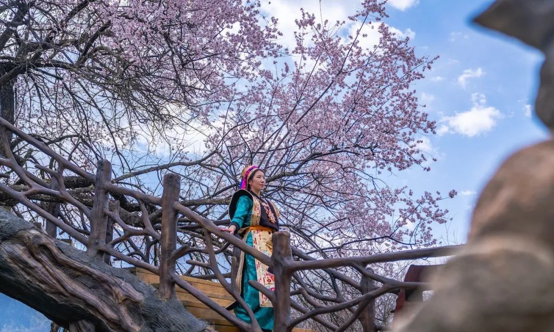即将绽放林芝桃花就要惊艳所有人