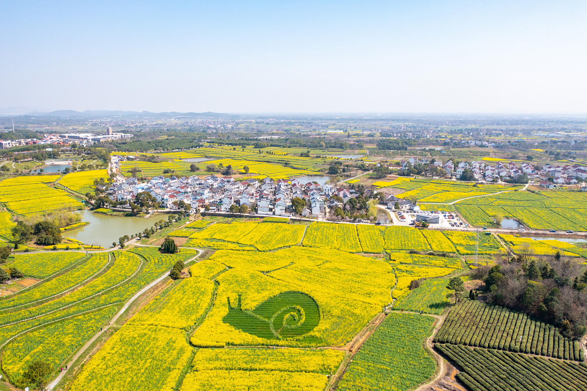 夫子庙67和高淳慢城油菜花