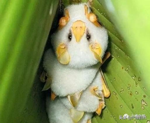 中美洲有一种白色的蝙蝠重约5克迷你生物是颜值最高蝙蝠之一