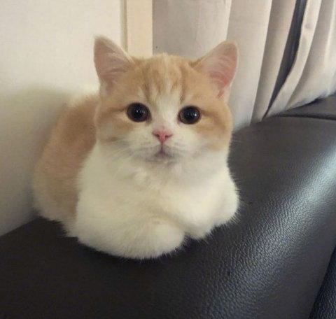 揣手手的小奶猫这是不开心了?_高清图集_新浪网