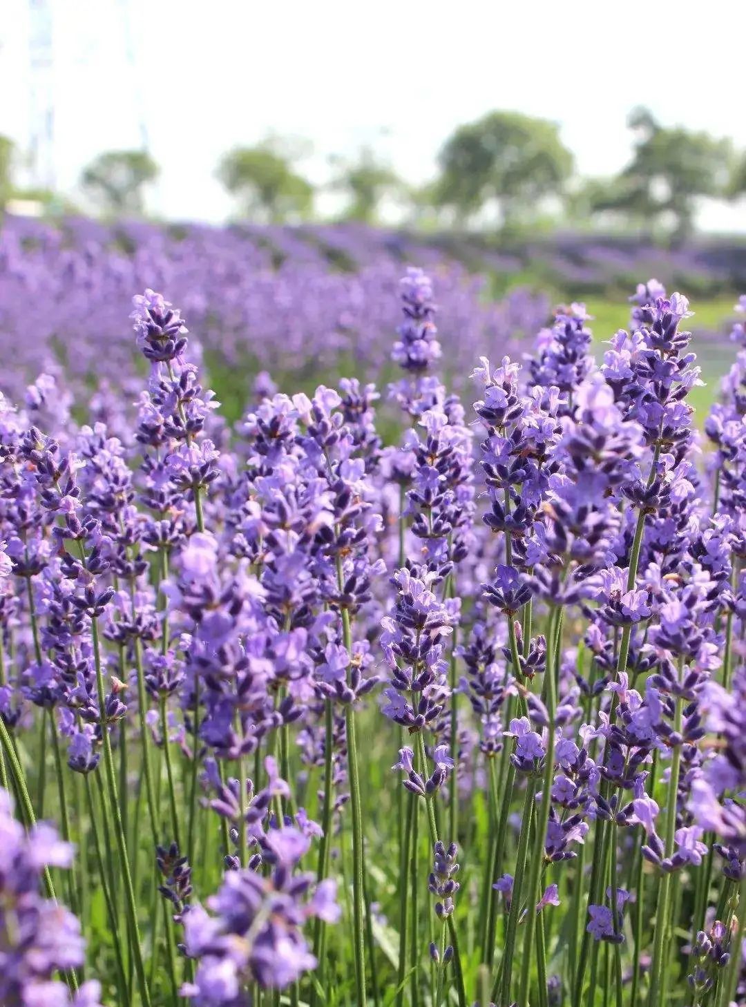 紫色野花像极了薰衣草乡野见到十分惊艳一播种便可成花海