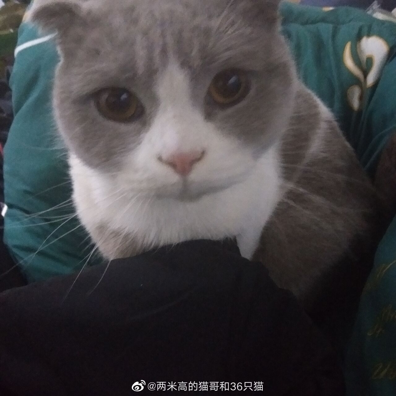3月7日傍晚在上海市长宁区仙霞西路新径家园捡到了一只蓝白折耳 3月7日傍晚在上海市长宁区仙霞西路新径家园捡到了一只蓝白折耳