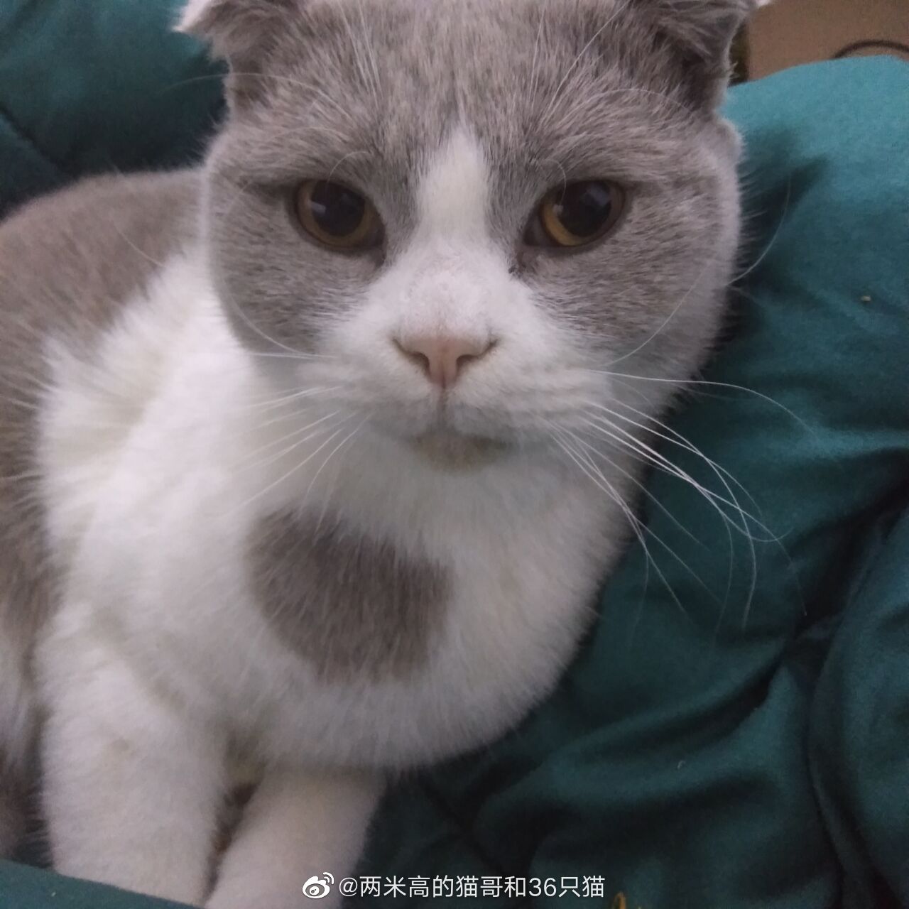 3月7日傍晚在上海市长宁区仙霞西路新径家园捡到了一只蓝白折耳 3月7日傍晚在上海市长宁区仙霞西路新径家园捡到了一只蓝白折耳