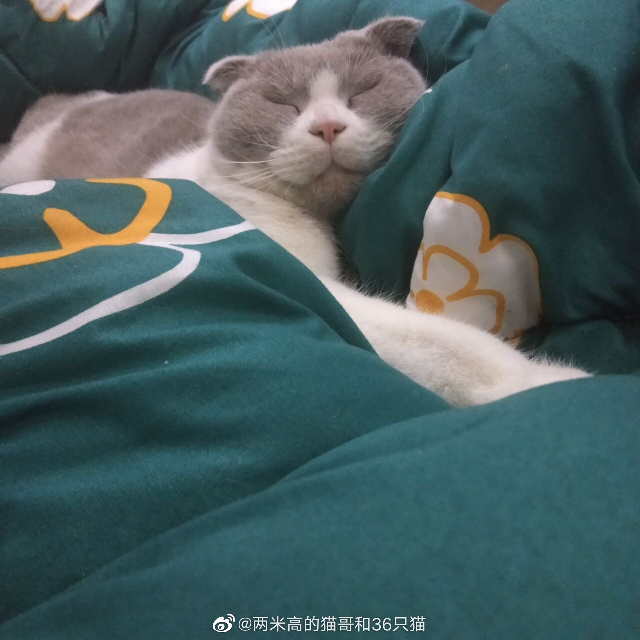 3月7日傍晚在上海市长宁区仙霞西路新径家园捡到了一只蓝白折耳 3月7日傍晚在上海市长宁区仙霞西路新径家园捡到了一只蓝白折耳