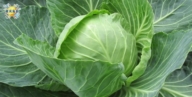 先来说说食材的选择,卷心菜在全国各地有着许多不同的名字,比如:椰菜