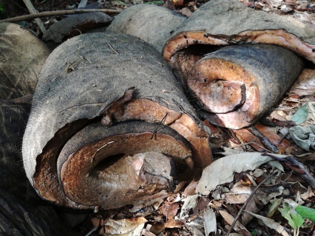 这是亚洲象象皮,平均厚度2.5-3cm