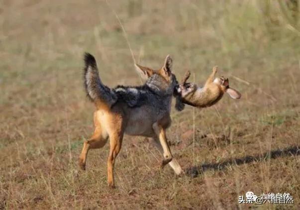 胡狼捕食野兔一幕,野兔真的有三窟,却还是难逃食物链法则|野兔|胡狼|