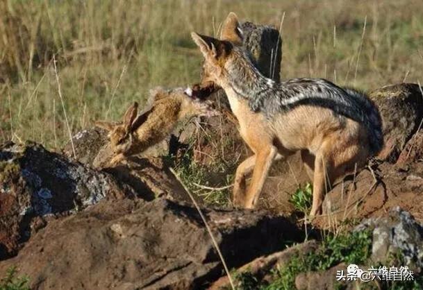 胡狼捕食野兔一幕,野兔真的有三窟,却还是难逃食物链法则|野兔|胡狼|