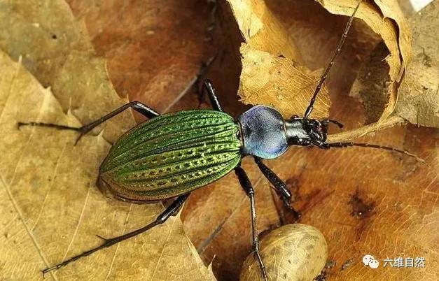 一种像天牛的昆虫是国内特有的物种也是一种农田的益虫