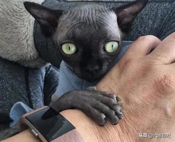 以色列出现一只像蝙蝠的网红猫,是无毛猫患脑积水,导致长相怪异